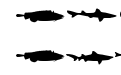 LE FISH